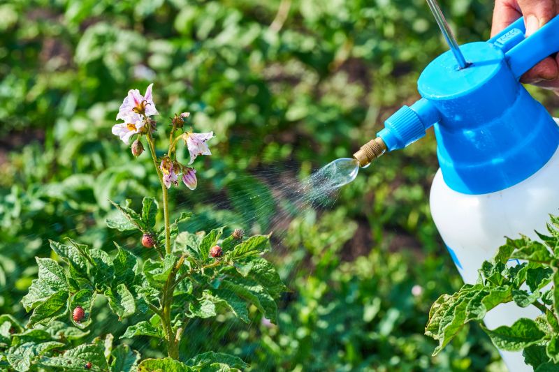 Beetle Removal in Katy, TX