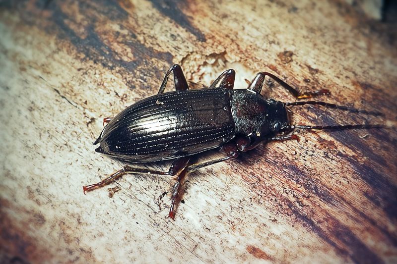 Bug Removal Service in Frisco, TX