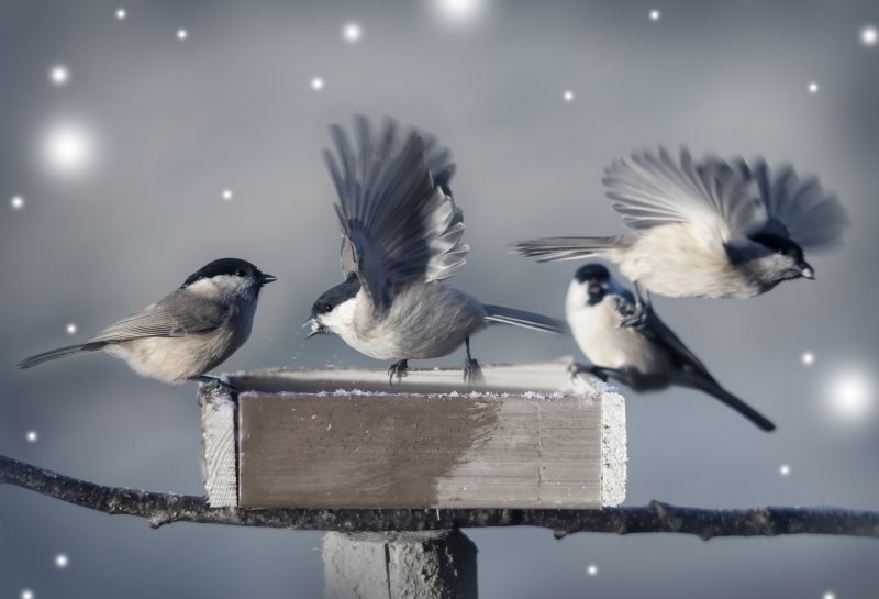 Common Animals Removed By Professional Wildlife Control Services