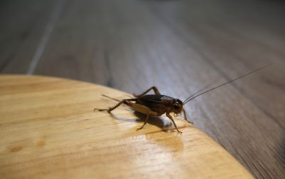 Cricket Control Service in Denton, TX