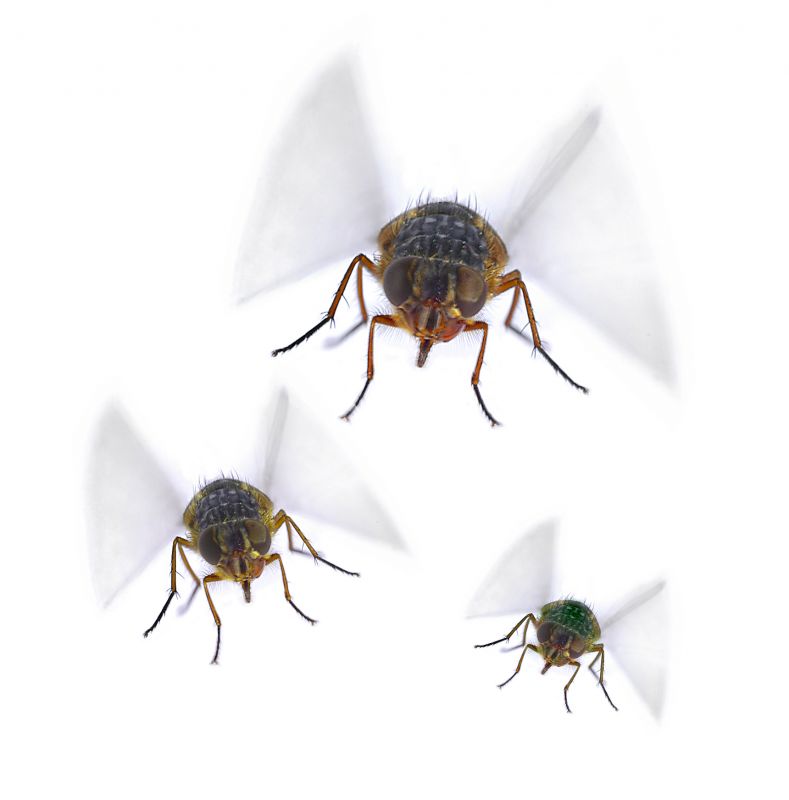 Fly Pest Control in Frisco, TX