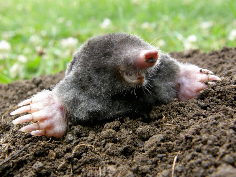 How Underground Mole Tunnels Damage Lawns And Irrigation Systems