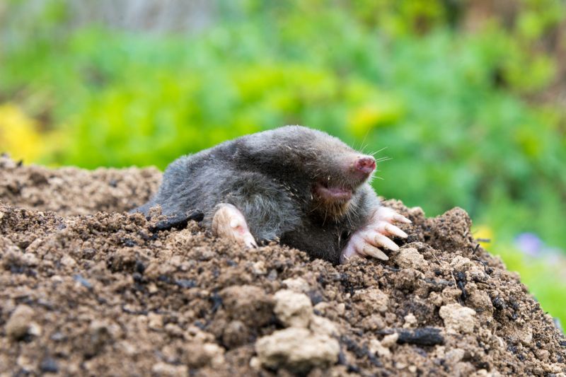 Mole Extermination