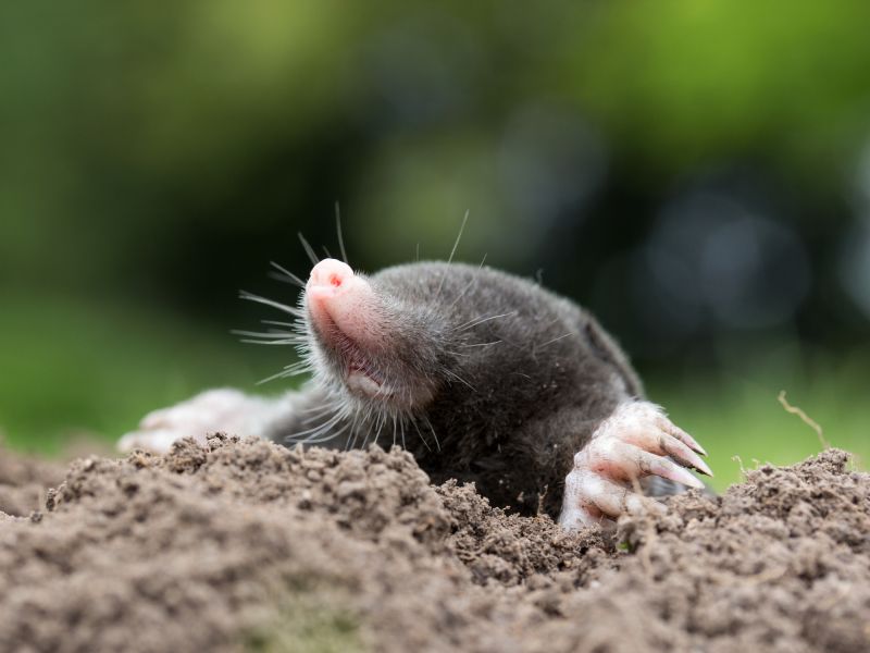 Mole Extermination