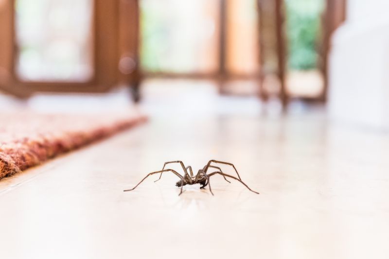 Mouse Spider Extermination in Frisco, TX