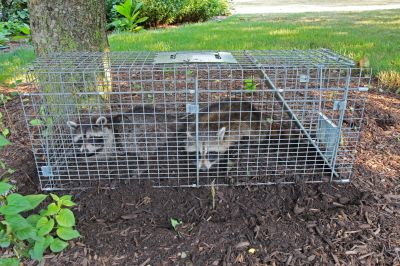 Seasonal Wildlife Problems For Homeowners