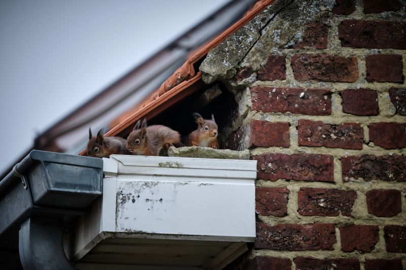 Squirrels in Walls