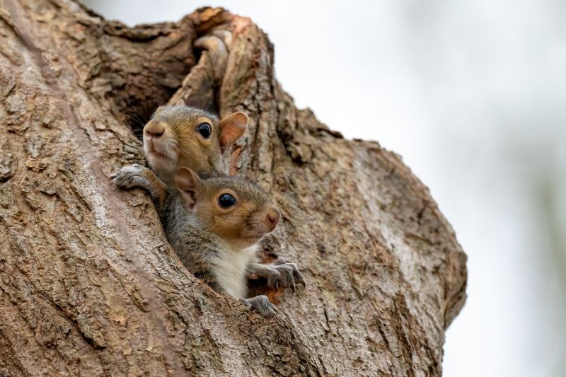 Squirrel Nests