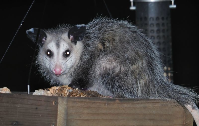 Opossum Entries